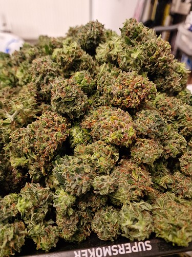 Growreport Bild 7