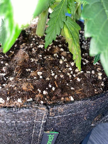 Growreport Bild 4