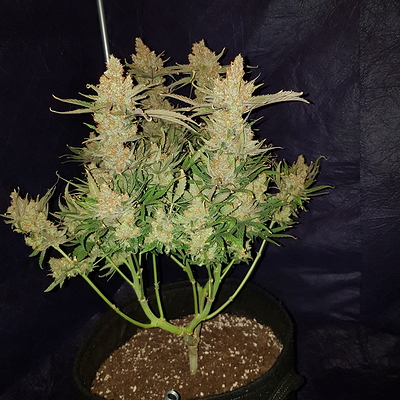 Growreport Bild 11