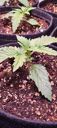 Growreport Bild 8