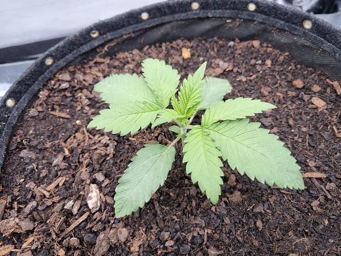 Growreport Bild 39