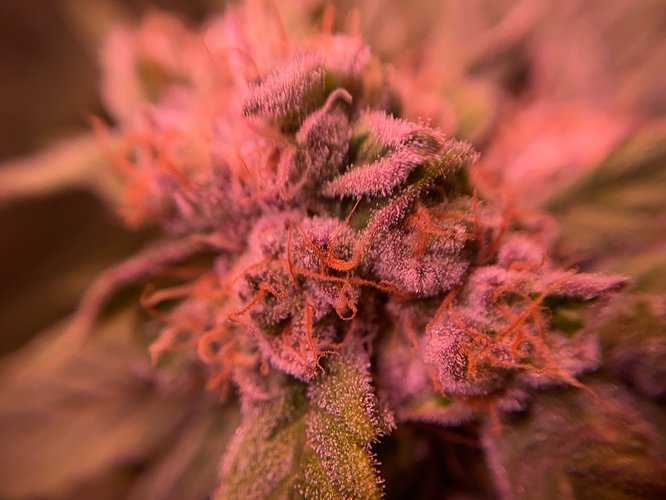 Growreport Bild 25