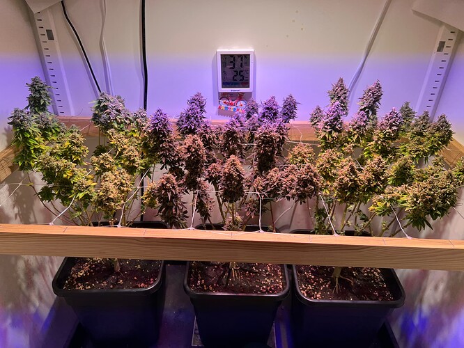 Growreport Bild 2