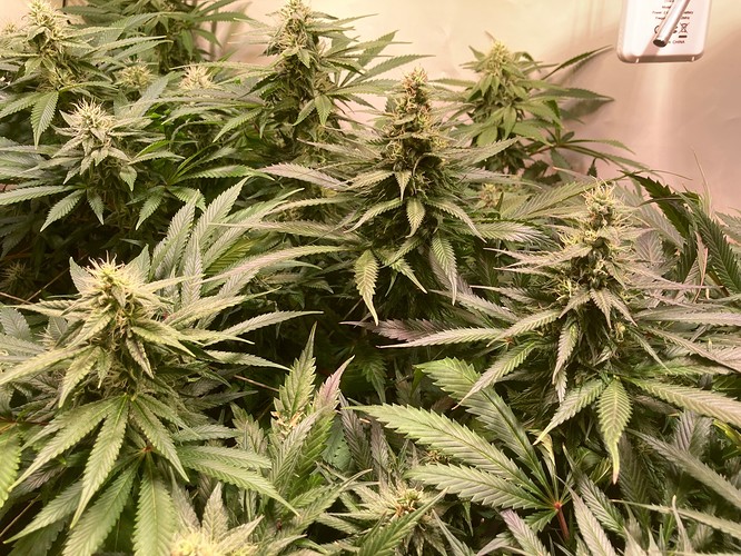 Growreport Bild 7