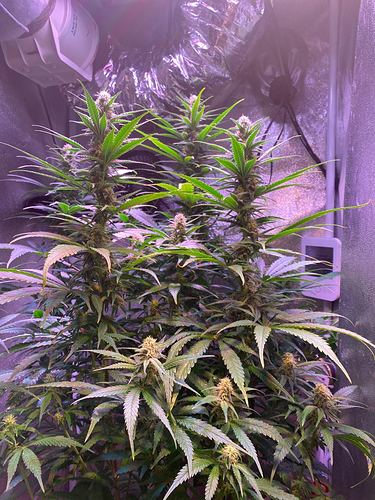 Growreport Bild 14