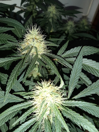 Growreport Bild 9