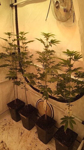 Growreport Bild 6