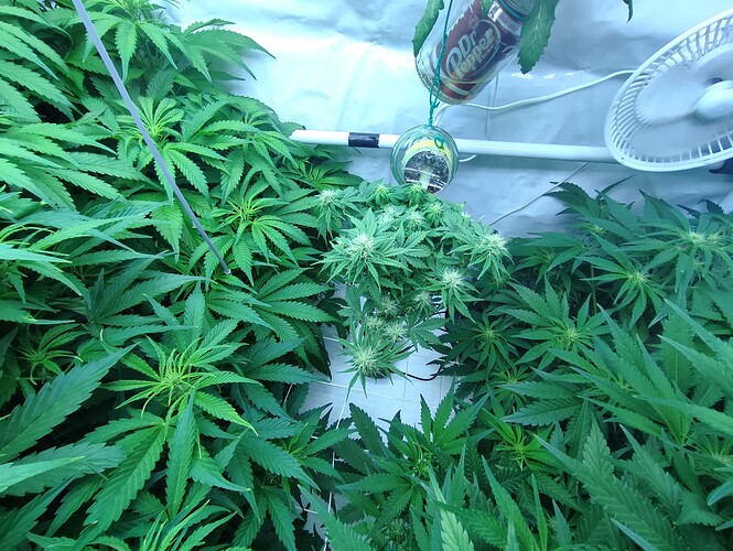Growreport Bild 6