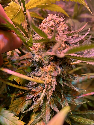 Growreport Bild 17