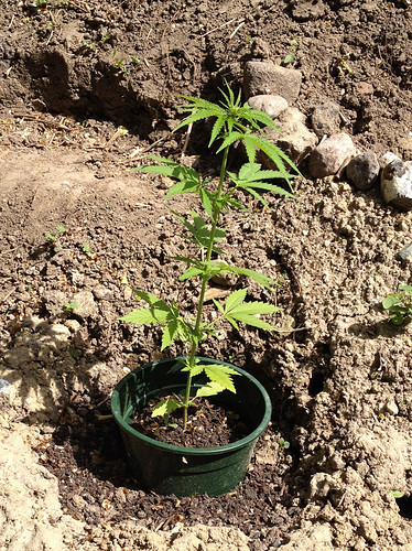 Growreport Bild 4