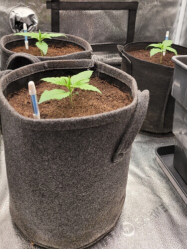 Growreport Bild 126