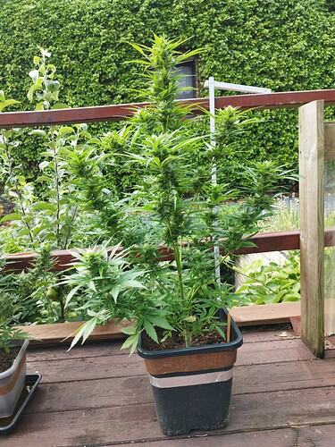 Growreport Bild 9