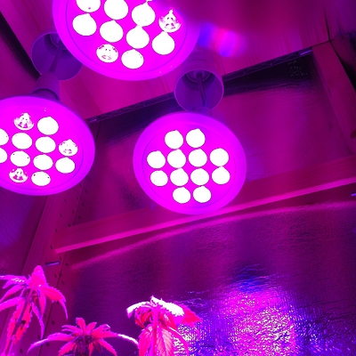 Growreport Bild 25