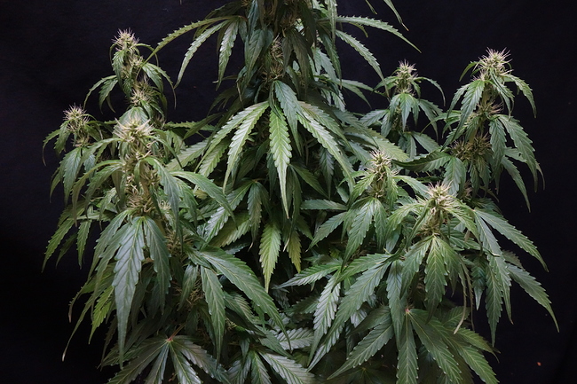 Growreport Bild 11