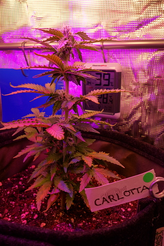 Growreport Bild 17