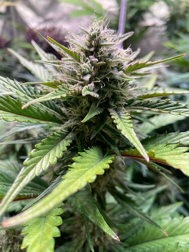 Growreport Bild 4
