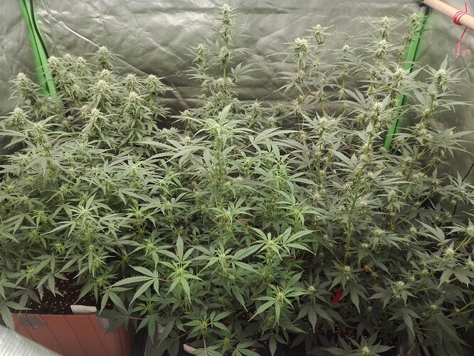 Growreport Bild 14