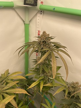 Growreport Bild 3