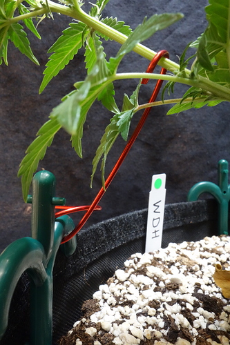 Growreport Bild 46
