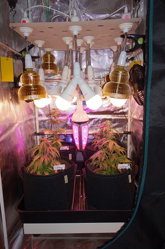 Growreport Bild 25