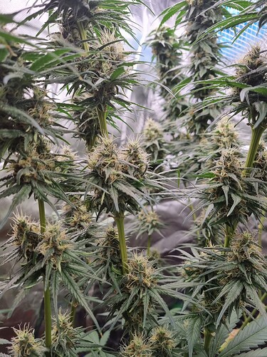 Growreport Bild 30