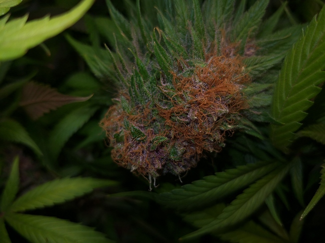 Growreport Bild 4