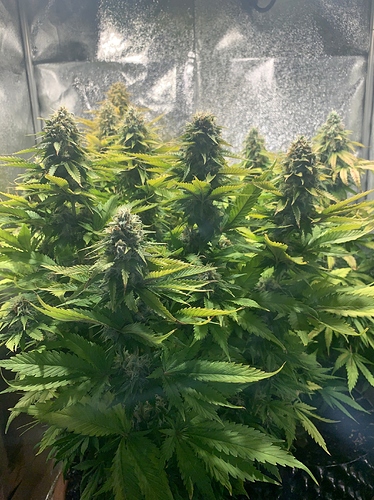 Growreport Bild 3