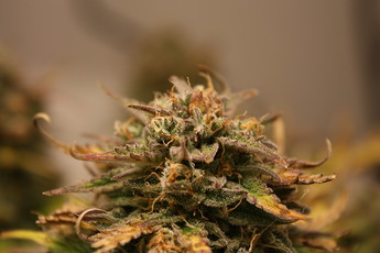 Growreport Bild 18