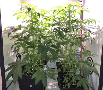 Growreport Bild 7