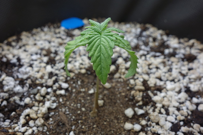 Ein junger Cannabis-Keimling mit zwei Sätzen Blätter, der in Erde mit Perlit wächst.