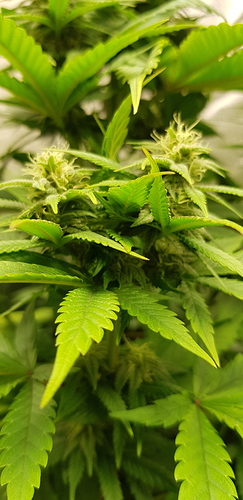 Growreport Bild 15