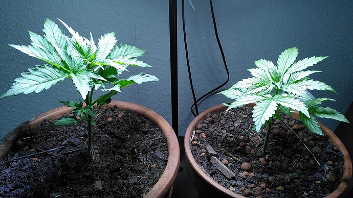Growreport Bild 1
