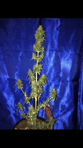 Growreport Bild 3