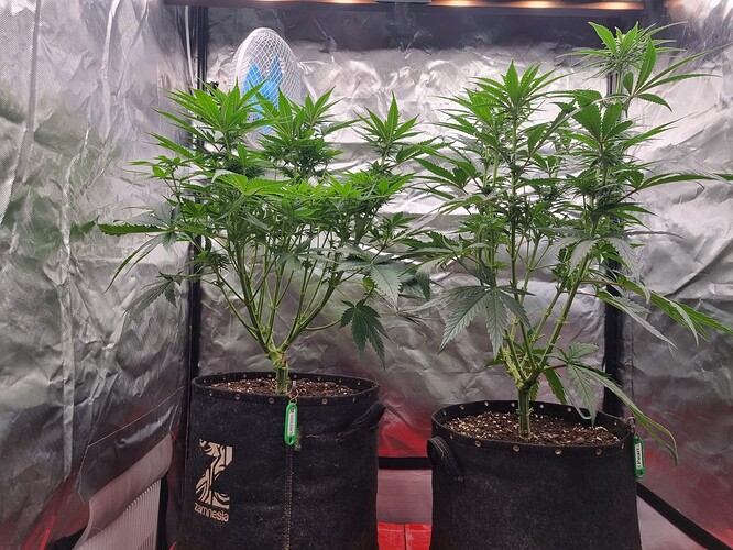 Growreport Bild 67