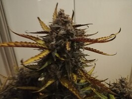 Mimosa_240119-3