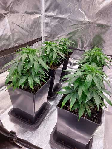 IMG-20211031-WA0006