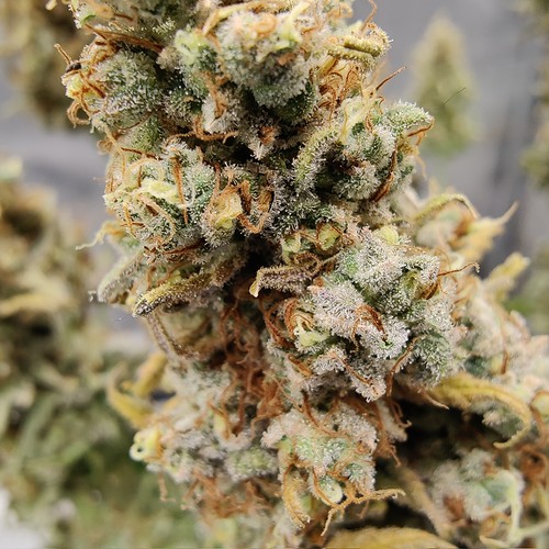 Growreport Bild 31