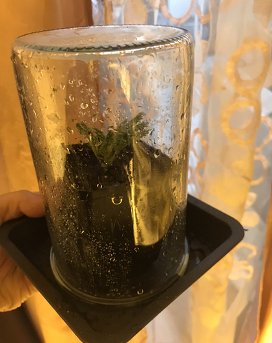 Growreport Bild 20