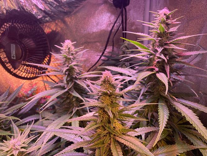 Growreport Bild 31