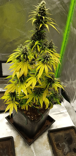 Growreport Bild 4