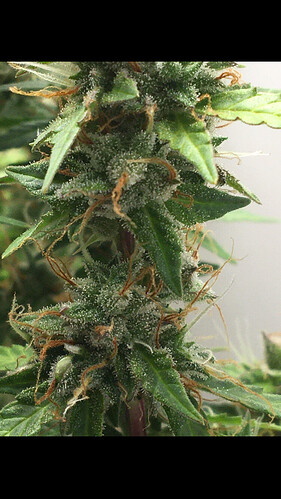 Growreport Bild 16