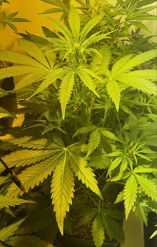 Growreport Bild 37