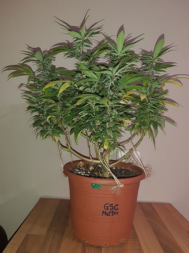 Growreport Bild 7