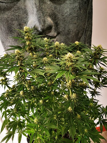 Growreport Bild 5