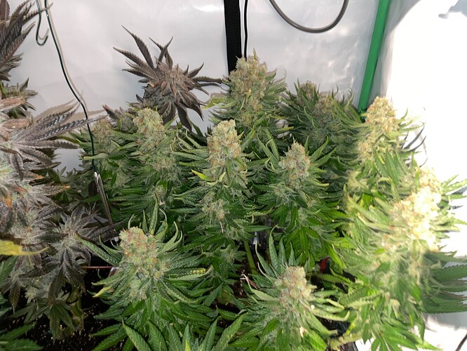 Growreport Bild 8