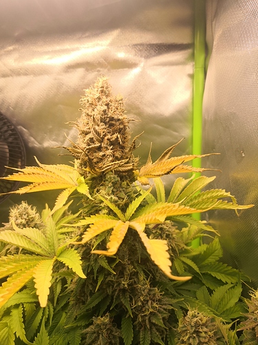 Growreport Bild 2
