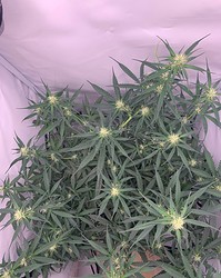 Growreport Bild 14