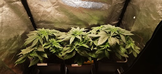 Growreport Bild 13