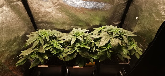 Growreport Bild 32