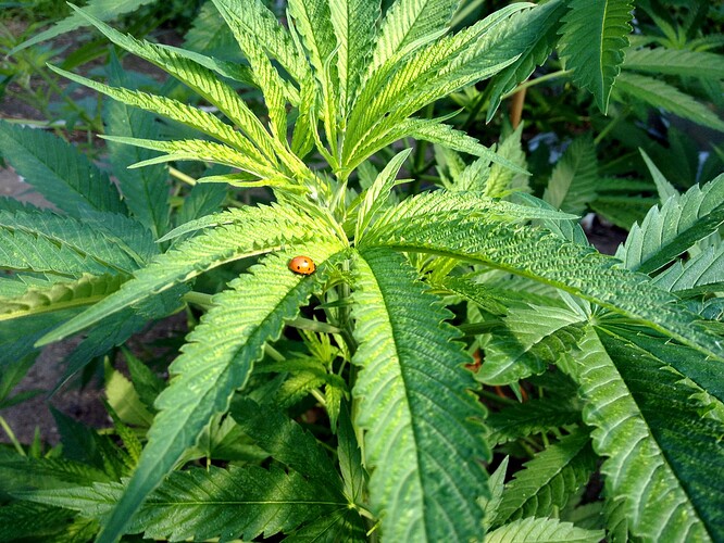 073_morgens_01_Marienkaefer